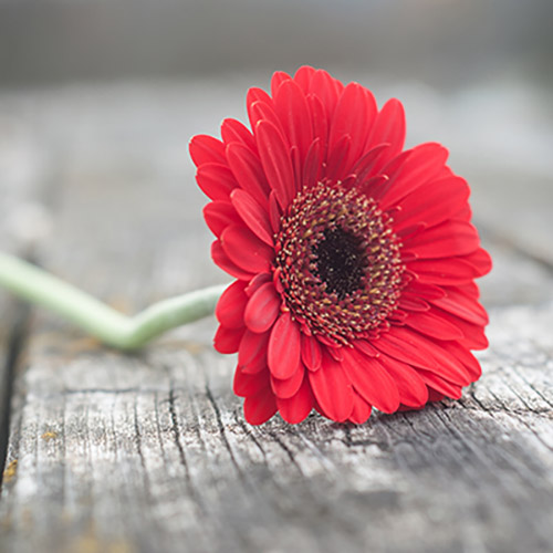 Gerbera